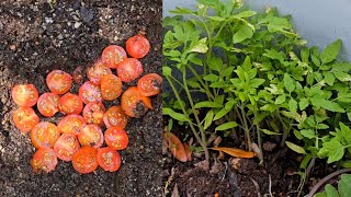 How to germinate tomato seeds from fresh tomatoes [upl. by Yzus]