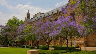 Jacarandas beautiful irresistible to bees and a sign of doom [upl. by Nala]