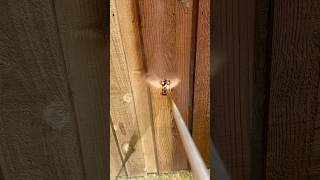 Fence Staining in Arlington Texas Viridian neighborhood with Pecan fence staining e [upl. by Alohs411]