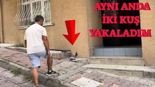 Sokakta Kaçak Güvercin Yakaladım  Mavi Mardin Eski Soy [upl. by Stagg211]