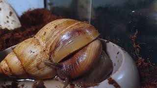 Giant African Land Snail Timelapse  Act 9 [upl. by Hannahc]