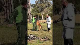 Temper NVBK sleeckx Belgian Malinois working with Tyler Viking K9 dogtraining k9 lgk9 malinois [upl. by Mccall122]