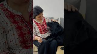 Lucky Loves His Mom doglover lucky [upl. by Atter]