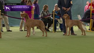 Wirehaired Vizslas  Breed Judging 2023 [upl. by Neva]