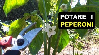 POTARE I PEPERONI  काली मिर्च छँटाई [upl. by Lucilia]