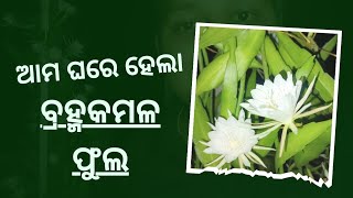 ଆମ ଘରେ ହେଲା ଏକା ଥରେ ୩୦ ଟି ବ୍ରହ୍ମକମଳ ଫୁଲ balasore vlog viralvideo home minivlog [upl. by Kristal]