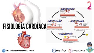 Fisiología Cardíaca Filamentos de Actina y Miosina  Mecanismo de ExcitaciónContracciónRelajación [upl. by Penelope]