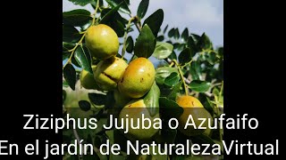 ¿Conoces el Azufaifo o Jinjolero El Ziziphus Jujuba es un árbol frutal muy resistente y nutritivo [upl. by Eynaffit]