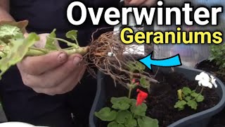 How to Overwinter Geraniums for Beginners Simple amp Effective Tips [upl. by Barr783]