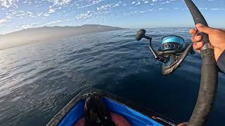 PESCA de jurel con señuelo Isla de Cedros  Cedros Island Fishing Big Yellowtail [upl. by Nannette]