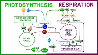 Photosynthesis vs Cellular Respiration Comparison [upl. by Nay8]