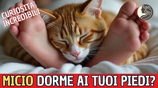 Il tuo gatto dorme ai tuoi piedi Ecco cosa significa [upl. by Kenison]