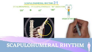 Scapulohumeral Rhythm Simple Animation I Shoulder Kinesiology [upl. by Ettolrahs]