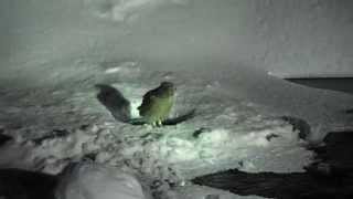 P2140245 Blakistons fish owl flying off [upl. by Curran]