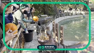 Halloween comes early for hungry hippos at Philadelphia Zoo [upl. by Mcmillan]