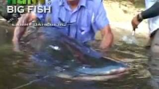 King Kong Catfish Catching A 400Pound Piraiba [upl. by Eelana564]