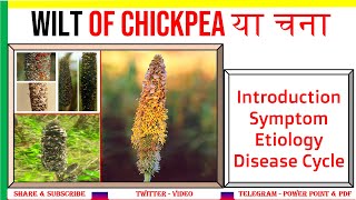 Wilt of Chickpea Introduction Symptoms Etiology Life Cycle  Fusarium oxysporum fsp ciceri [upl. by Michal325]