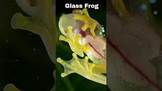 quotGlass Frog Nature’s Incredible Transparent Wonder  Amazing Animal Factsquot [upl. by Shoshana696]