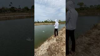 Mancing Bandeng 6 [upl. by Leahicm]