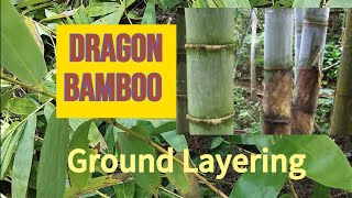 Bamboo Propagation l Ground Layering of Dendrocalamus Giganteus [upl. by Emmey]