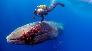 60Ton Whale BEGGED For Help What This Diver Did Next Will Send Chills Down Your Spine [upl. by Eetnahc]