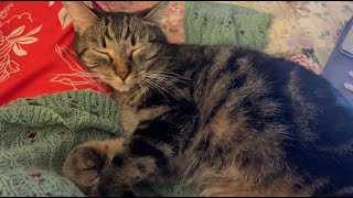 Why do Cats Sleep on you part 1 cat 猫動画 asmr catlover [upl. by Zanahs660]