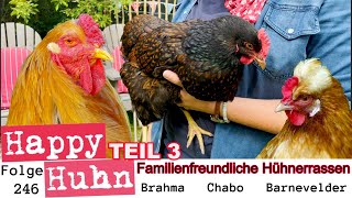 Familienfreundliche Hühner Teil 3 Brahma Chabo Barnevelder HAPPY HUHN E246 Hühner im Garten halten [upl. by Ihcas]