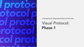 Chromatin Immunoprecipitation Visual Protocol Phase1 [upl. by Kennard]