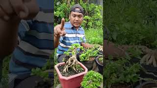 koleksi bonsai waroengkacir real bonsaisancang shorts tanaman bonsaicantik tanamanhias fb [upl. by Dannie869]