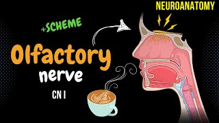 CN 1 Olfactory Nerve DETAILED Scheme  Animation [upl. by Alexandr]