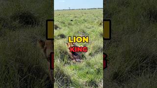 🇰🇪Masai Mara  Lions tomislavraukovic wildlife thetomislav [upl. by Ahsienel]