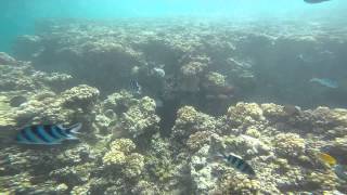 Fiji  Namale  Snorkeling in Savusavu Bay Raw Audio [upl. by Neerhtak]