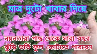 নয়নতারা ফুল  নয়নতারা ফুল গাছে যে খাবার দিলে সারা বছর ঝুড়ি ভর্তি ফুল পাবে  Noyon tara flower [upl. by Merriam]