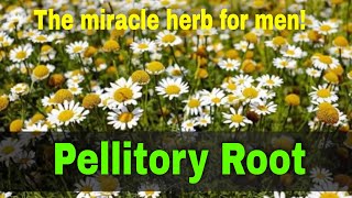 Pellitory Root Benefits  Akarkarha  anacyclus pyrethrum  The miracle herb for men [upl. by Brosine]