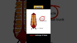 SPIRACLES spiracles  EXPLAIN SPIRACLES shortsviraltrending [upl. by Samuela328]