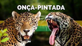 A MAJESTADE ONÇAPINTADA  O MAIOR FELINO DAS AMÉRICAS VEJA A VIDA E AS CAÇADAS DESSE PREDADOR [upl. by Otrebogad]