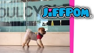 Jiffpom Does the Moon Walk [upl. by Haon]