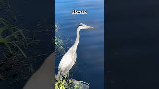 Handsome Howard Nature Birds Water Walks Heron [upl. by Ahseile]