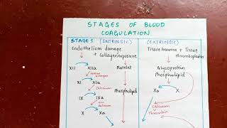 Coagulation Cascade  Physiology of hemostasis  Blood clot formation [upl. by Pega]