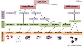 Hématopoièse [upl. by Snider909]