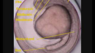 Zebrafish Danio rerio development [upl. by Oznarol517]