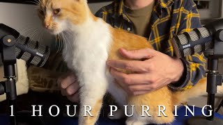 Cat Massage Сombing the Fur Unhooking the Thorns  1 HOUR ASMR PURRING [upl. by Ileane846]