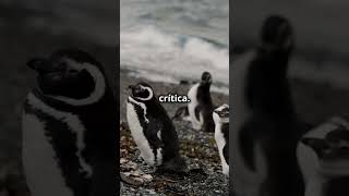 ¡Microplásticos en pingüinos Alerta 🐧 antártida [upl. by Refynnej]