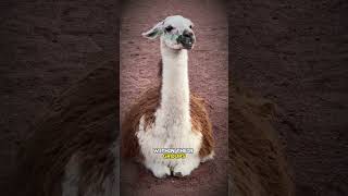 Why Do Llamas and Alpaca Spit [upl. by Nrev]