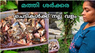 മത്തി ശർക്കര എളുപ്പത്തിൽ തയ്യാറാക്കാംDIY Fish amino acid for plants [upl. by Sirenay]