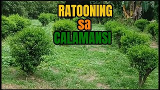 RATOON OR PAGPAPABATA NG KALAMANSI [upl. by Justen565]