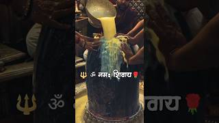 Shiva Maha Abhishek With Milk and Rose water To harness power of Lord Shiva Indian Culture short [upl. by Natsirc]