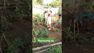 Marunong na gardening gulayansapaaralan gulayan [upl. by Regina]