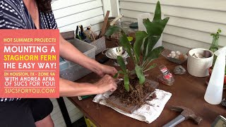 Mounting a Staghorn Fern  the easy way [upl. by Annahsit913]