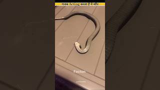 कमाल Acting करता है ये साँप 😱 lThis snake acts amazingly l Facton View facts shorts [upl. by Otsuj289]